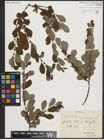 Foto von Salix aurita L.